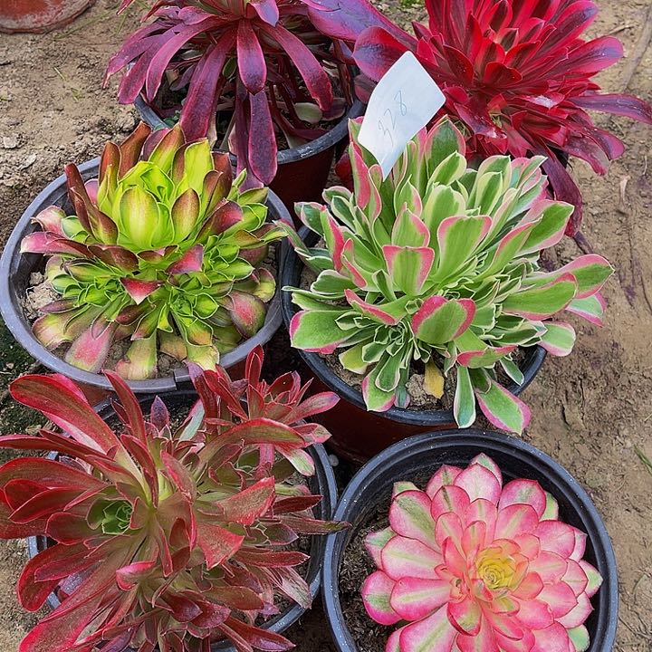 法师锦多肉组合328