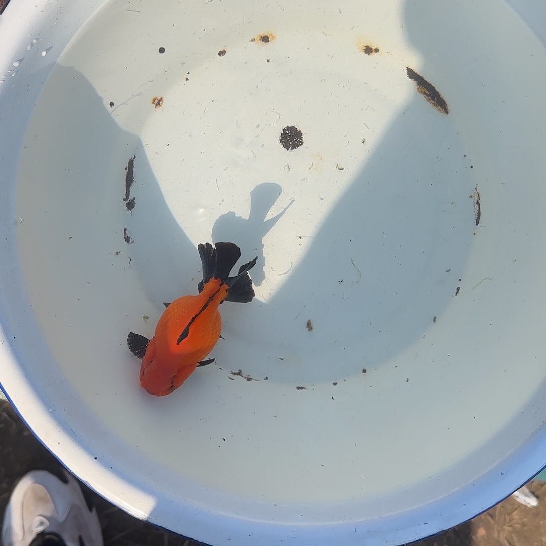 海水鱼玛丽666666666