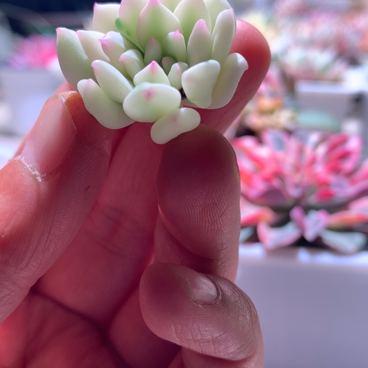 蓝苹果白覆轮锦砍头