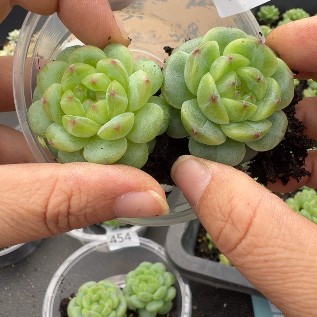 一物一拍一物一拍1108-456