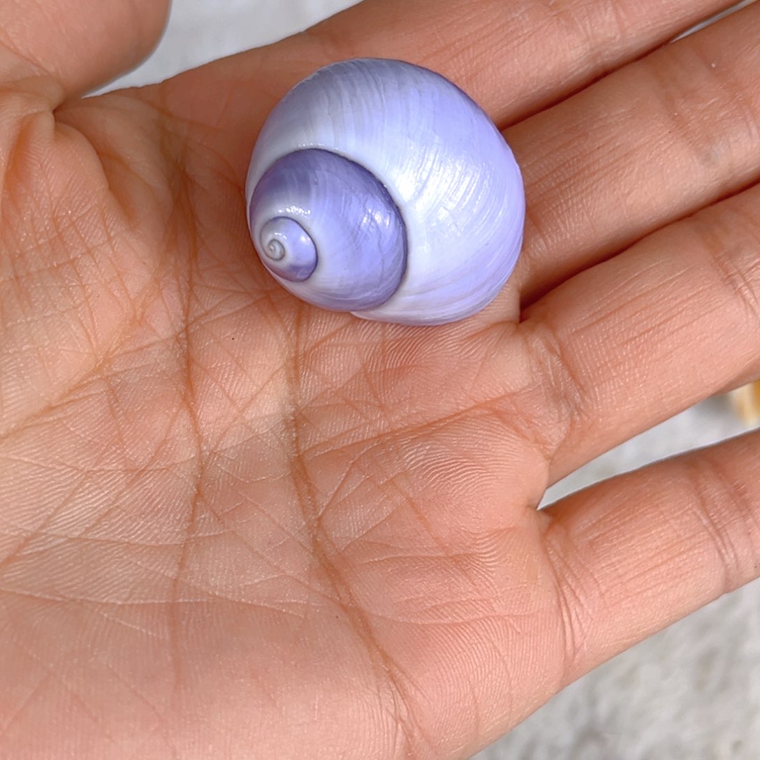 大理石磁石苹**割天然贝壳海螺批发零售