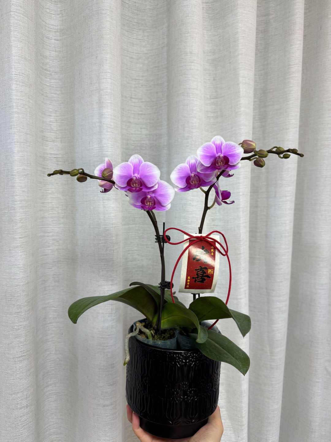 【糖果】AA级蝴蝶兰小水甄选 气质百搭家居装饰