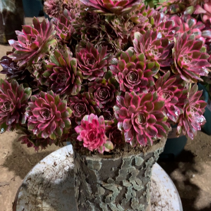 291孔雀翎多肉植物特价