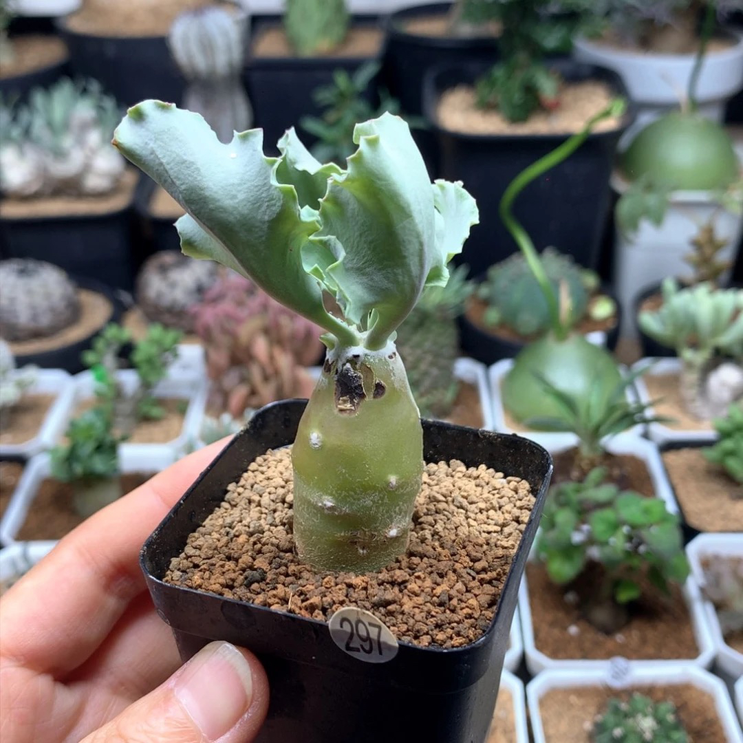 雪露厚敦菊福利带盆