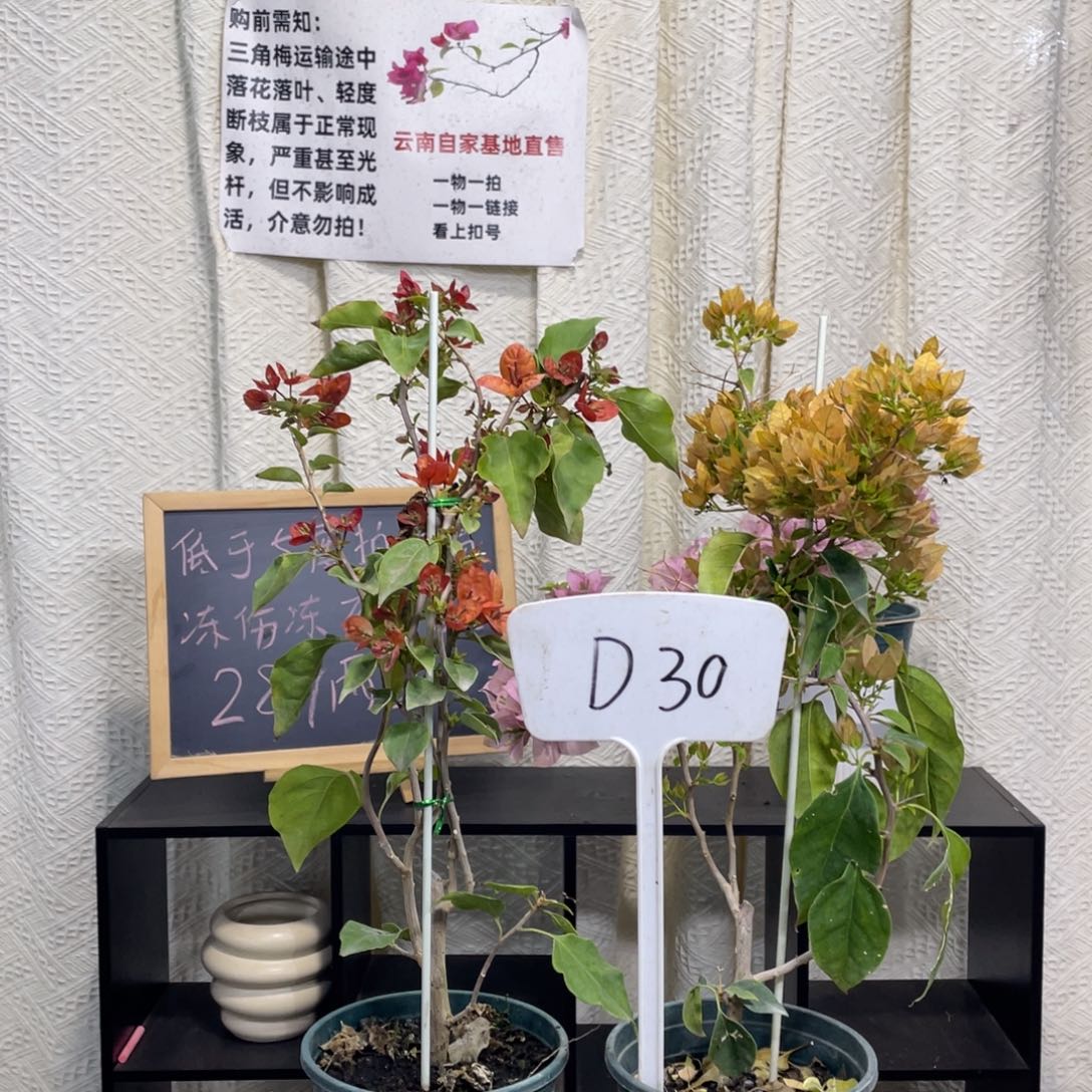 ～***～全部花朵奥古斯塔+暗斑马斯D30