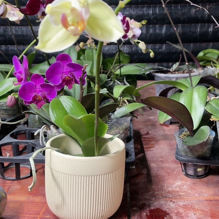 当前无花栽培后可以开花绿如意变异