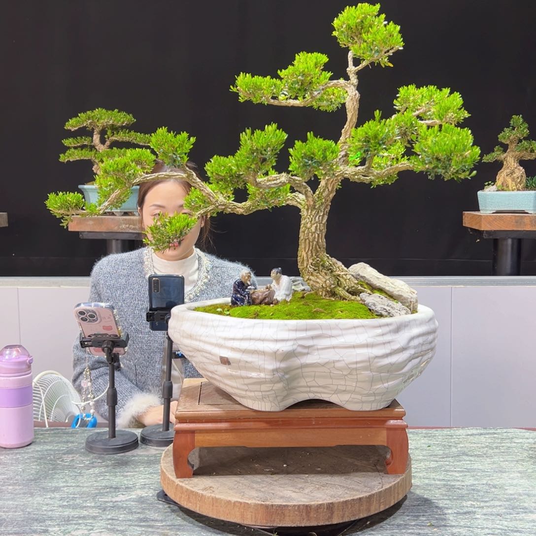 四季常青老桩黄杨盆景我*家