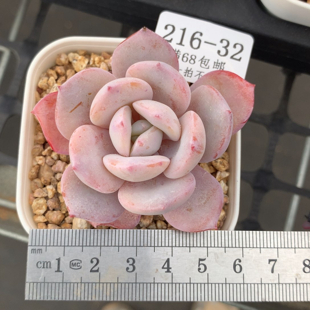 32。奶茶。满六八包邮。