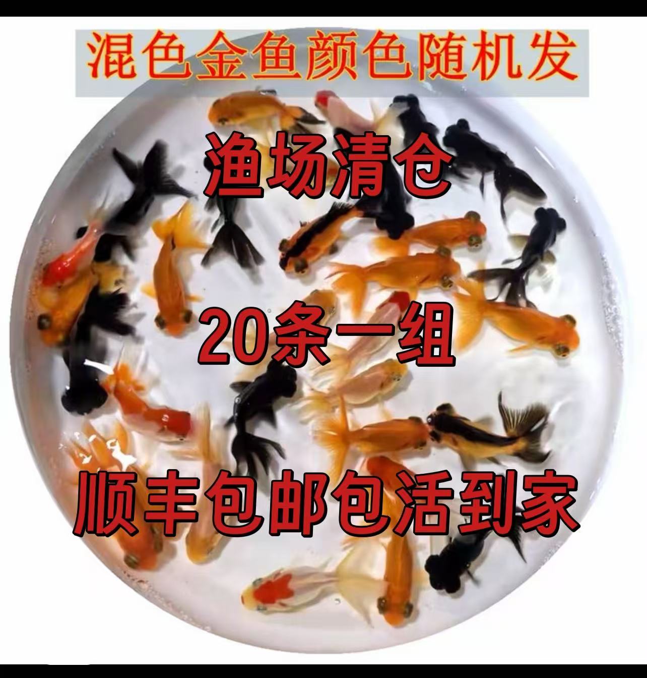 小金鱼小型冷水好养易活耐活淡水鱼包邮观赏鱼好养耐活