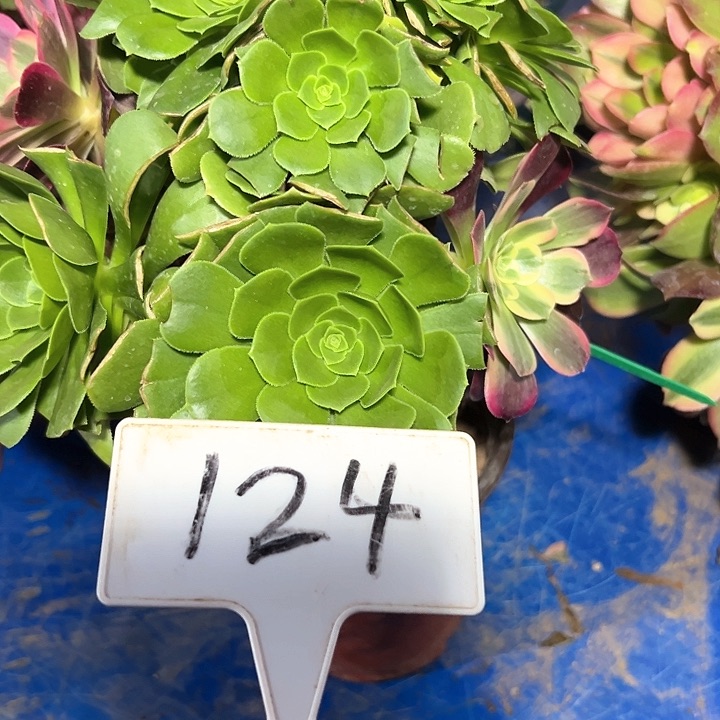 多肉植物绿羊绒发生