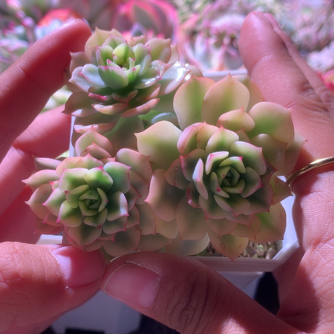 戴伦群生覆轮锦带许多小侧芽