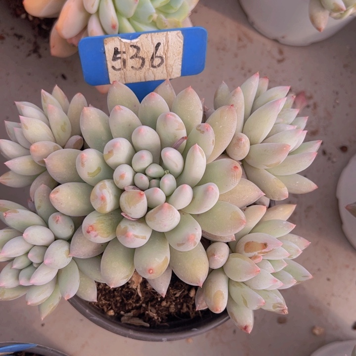 健健康康平平安安