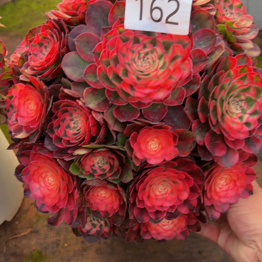 招****162多肉植物荔枝特价