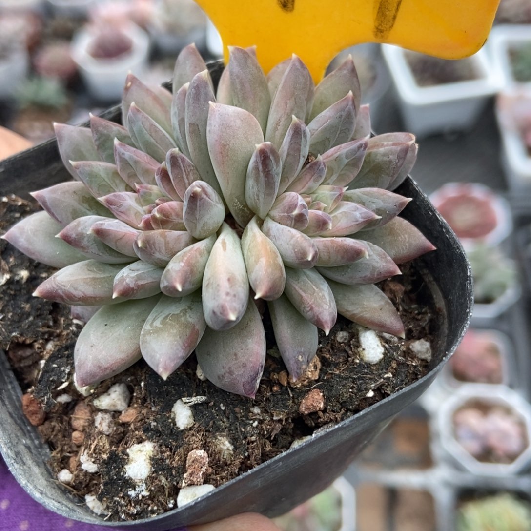 2099青花瓷多肉植物