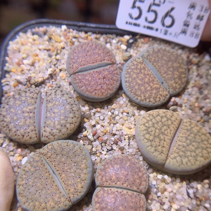 精品生石花213.556