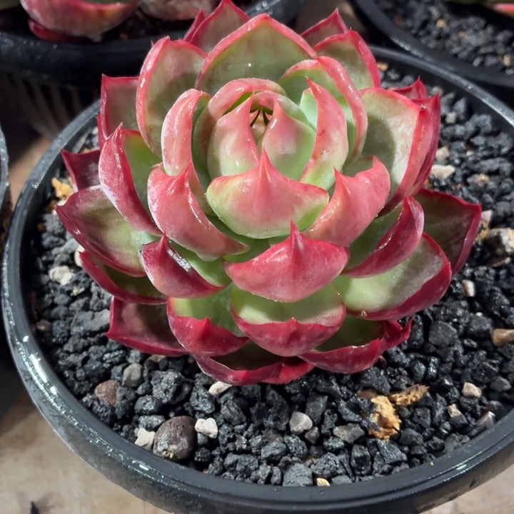 多肉植物惊鸿福利