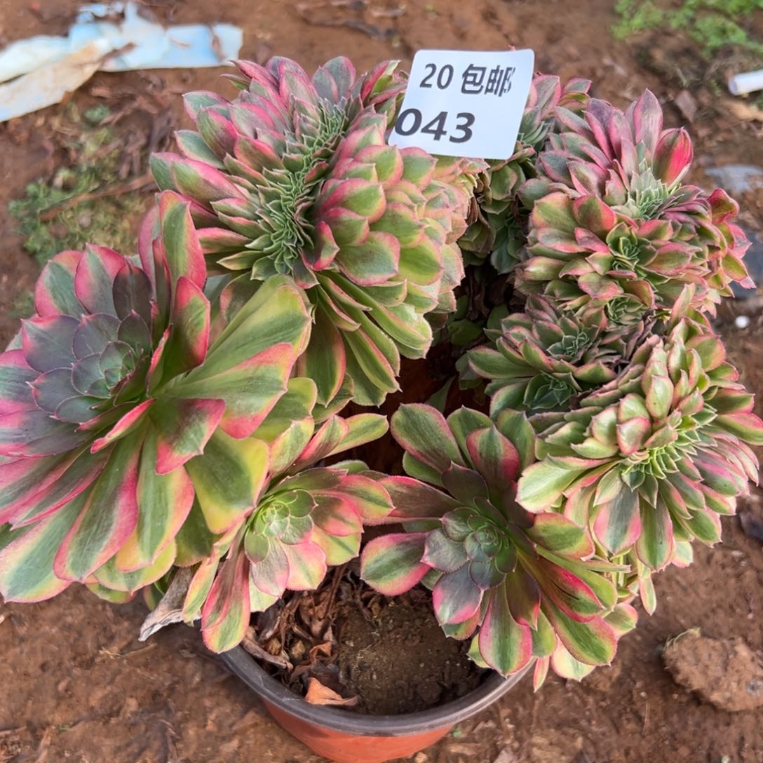 043雨荷缀，满20包邮嘟叮熊