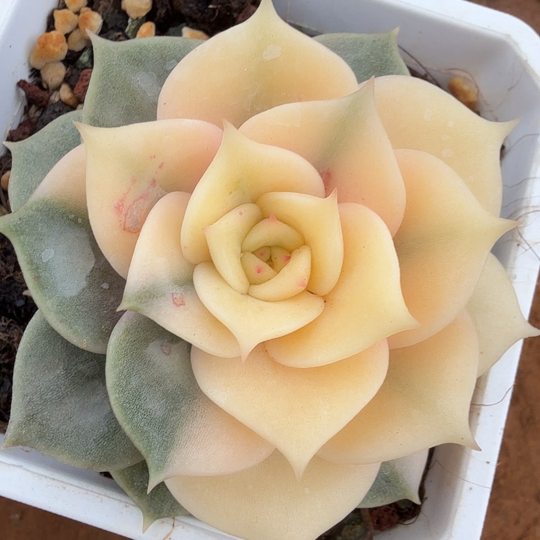 贝加尔湖锦，多肉植物