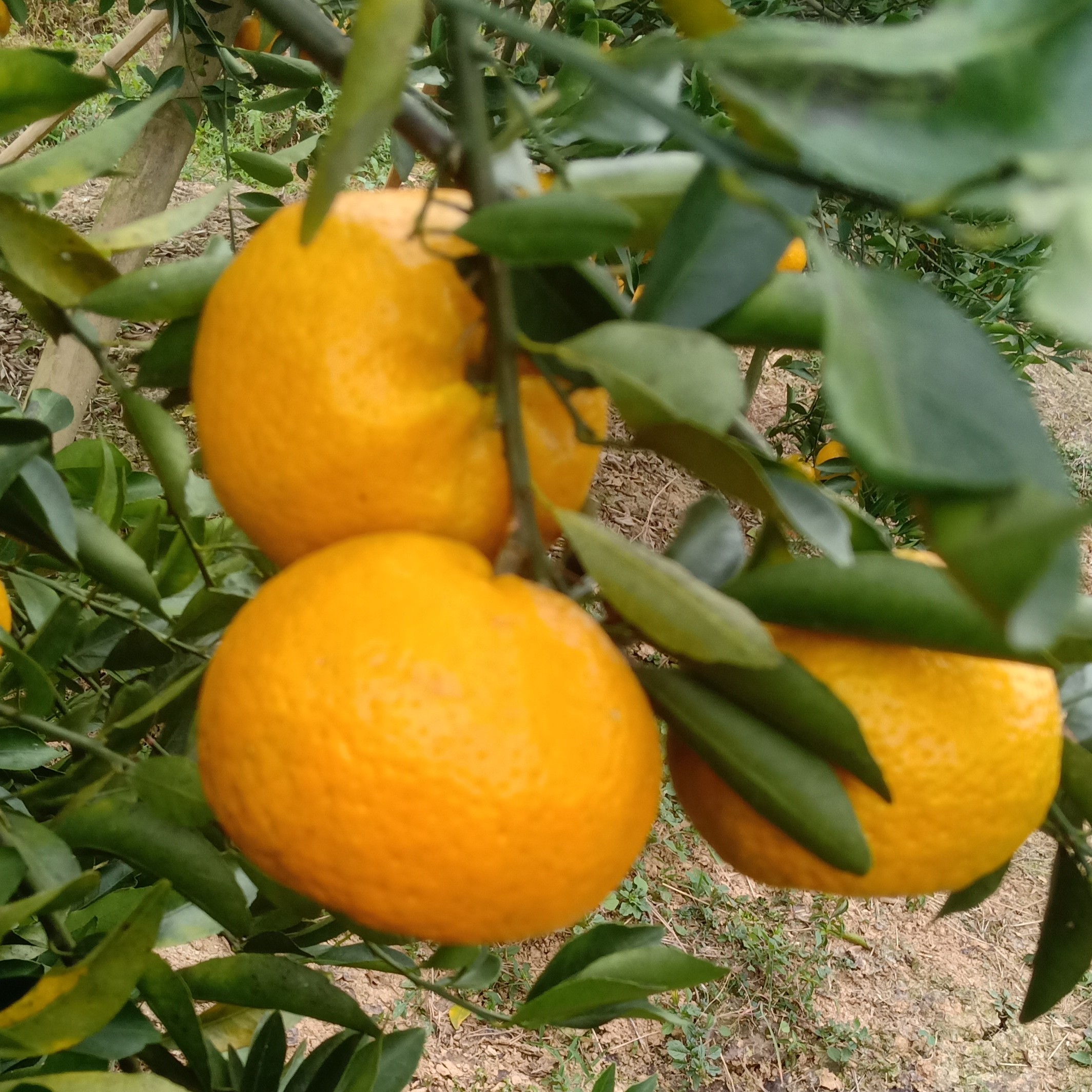 2025年浦北老树茶枝柑大红（陈皮）