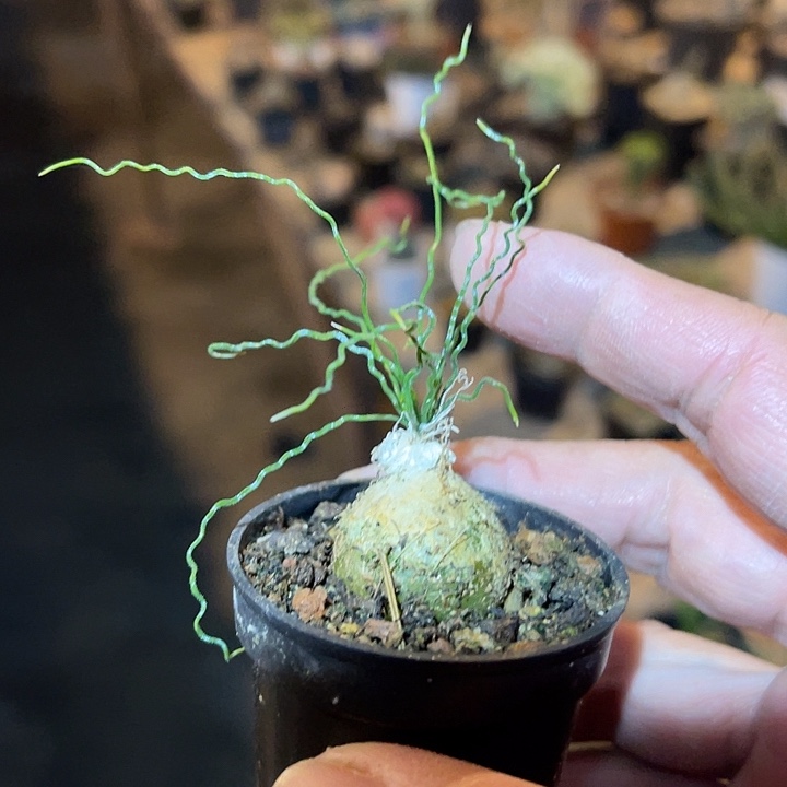 满38包邮2天凑单，脱土晾根发货多肉植物泰迪海葱