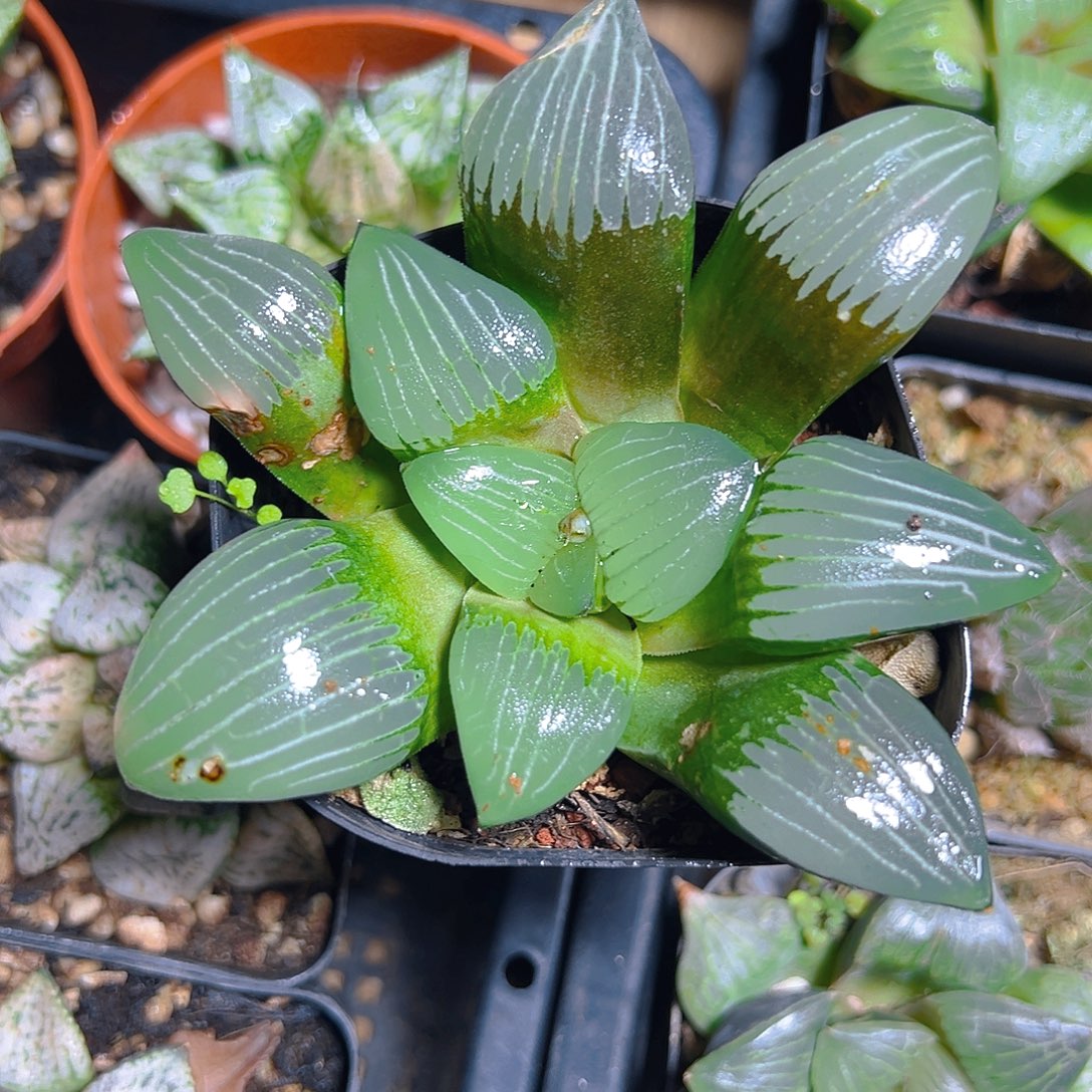 瑕疵电路板玉露多肉