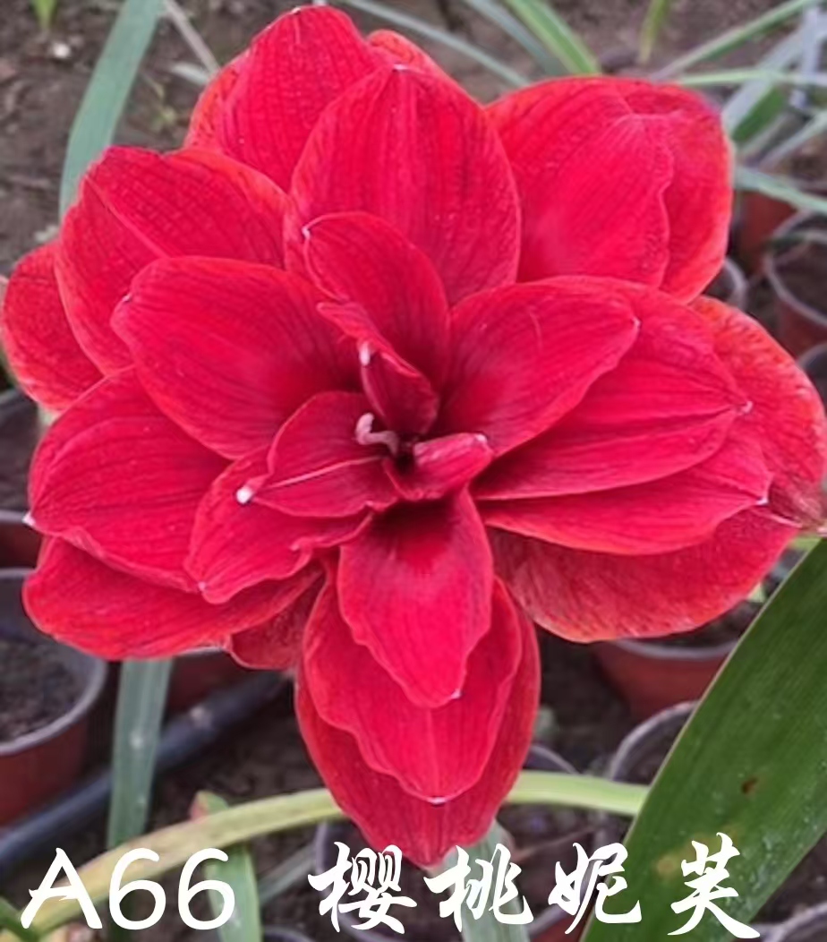 两球包邮：荷兰经典重瓣品种樱桃妮芙直径5-6厘米