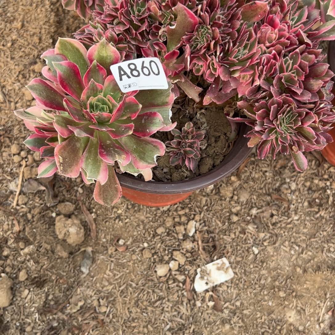 860女神缀化多肉植物法师