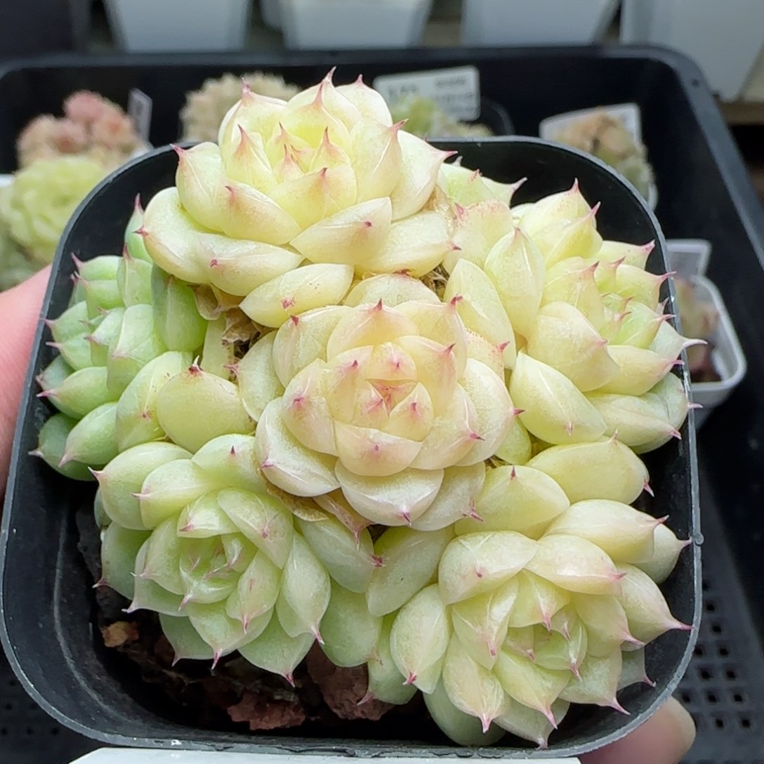 0114-180麦秆麦秆