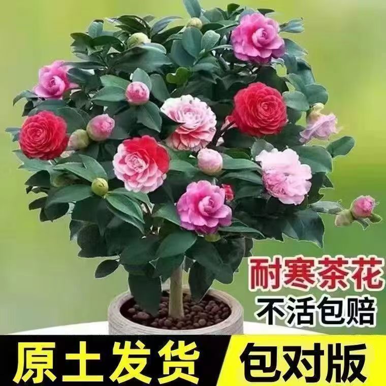 带花苞60-70高度山茶花树苗盆栽重瓣耐寒好养