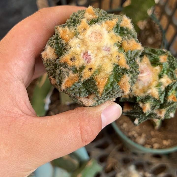 大颗粒老龟甲牡丹1943号