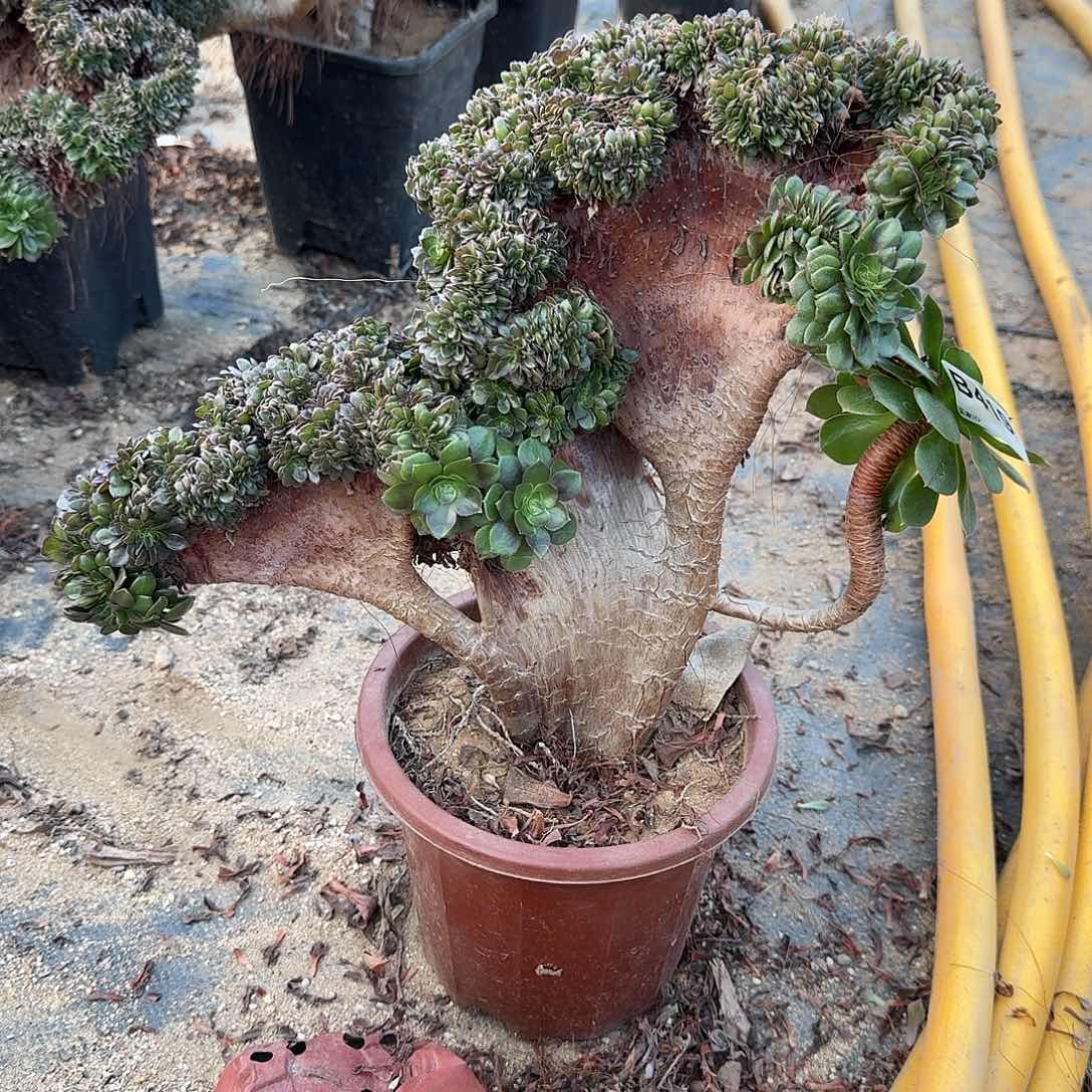 419万缀一颗呀呀呀呀