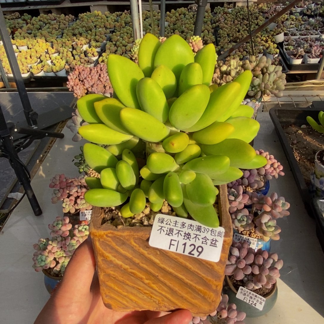 129金蟾芒果奶多肉10cm