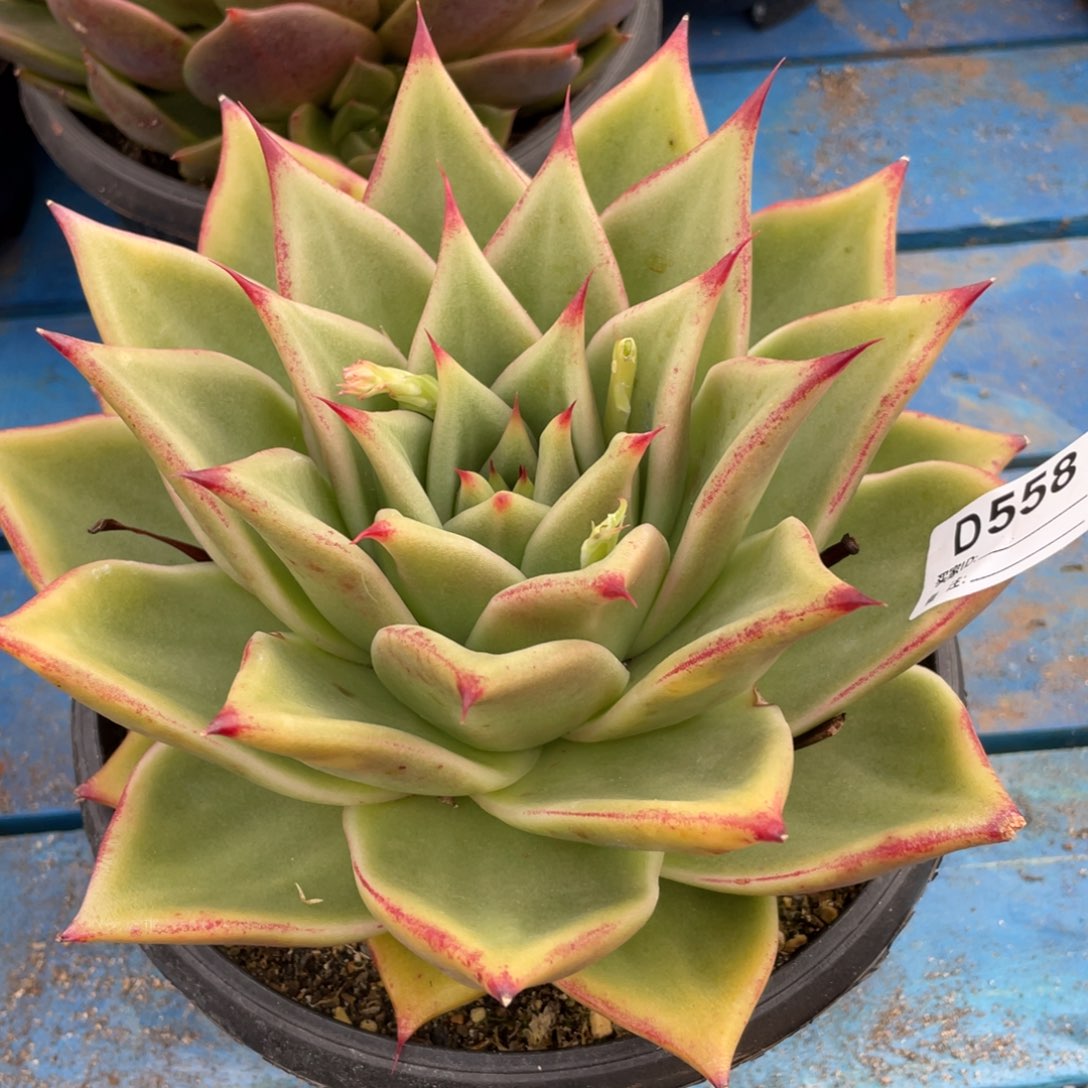 无花朵若如东云单拍D558