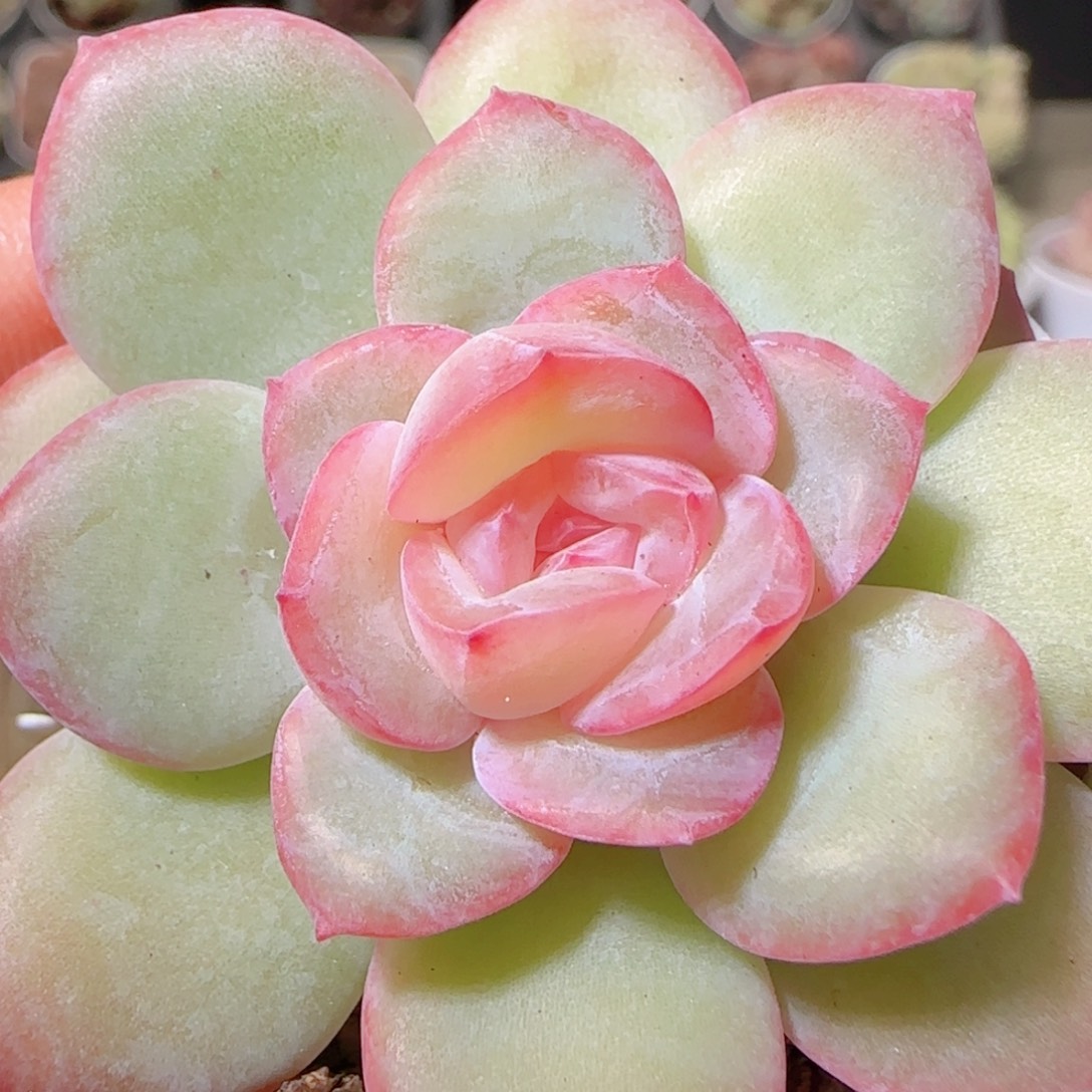 花语多肉1203-148散