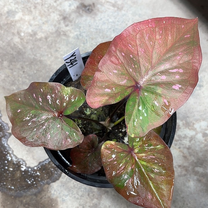 341-0208彩叶芋广东现货