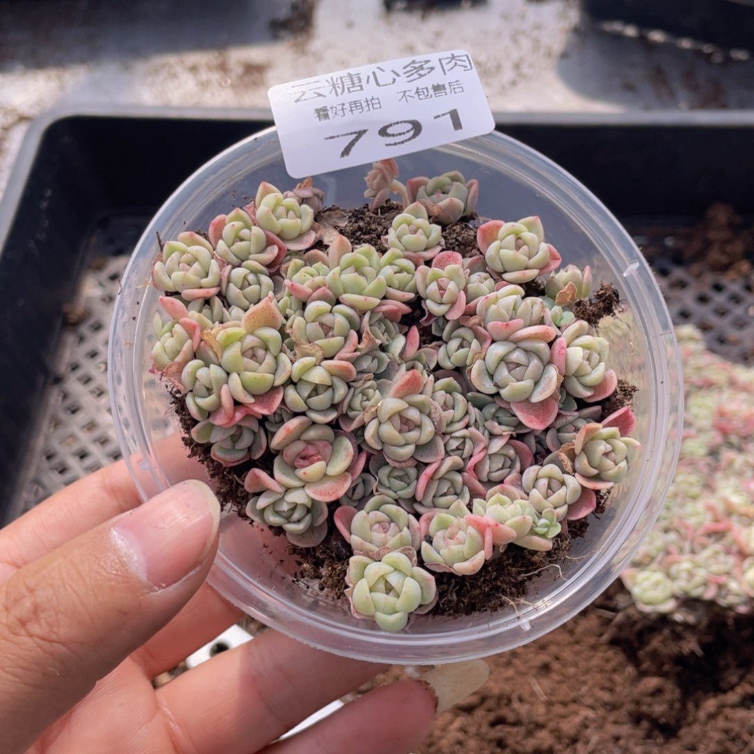 云糖心多肉植物791