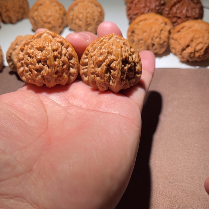 A***斯精品白狮子41尺寸