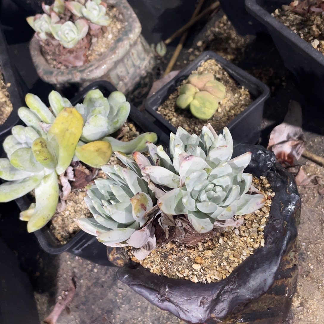 九***、泡芙苹果叶仙女杯