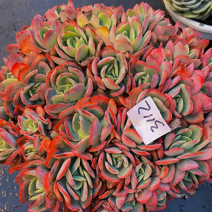 佳*埼罗仙子3112