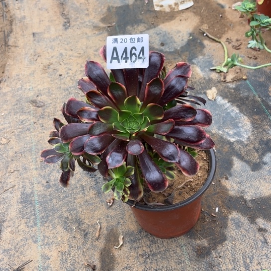 464欧嘉莉不包断枝