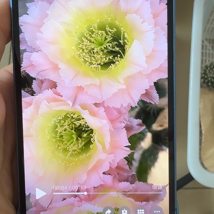 仙人球清库存g4126