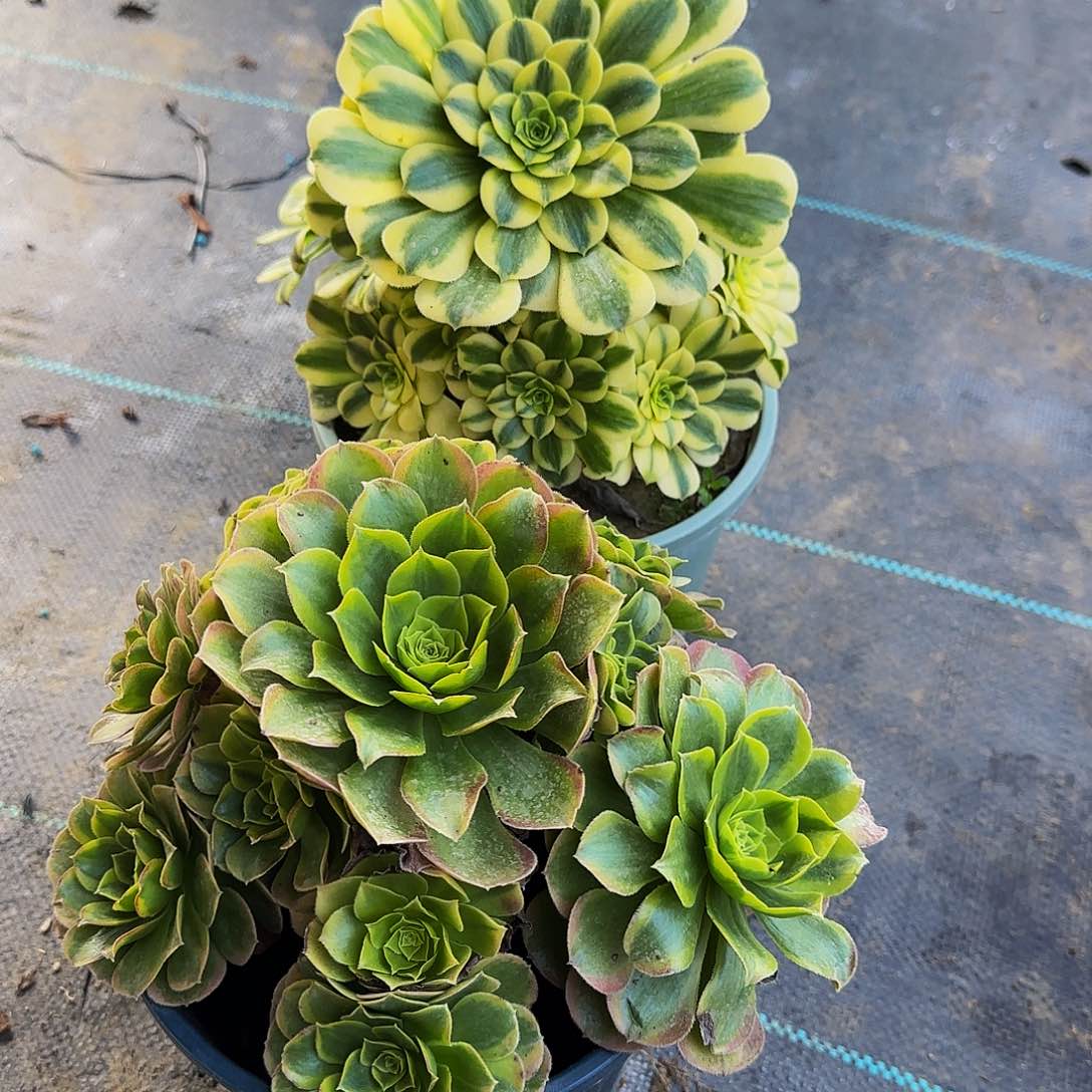 多肉植物=棵老庄