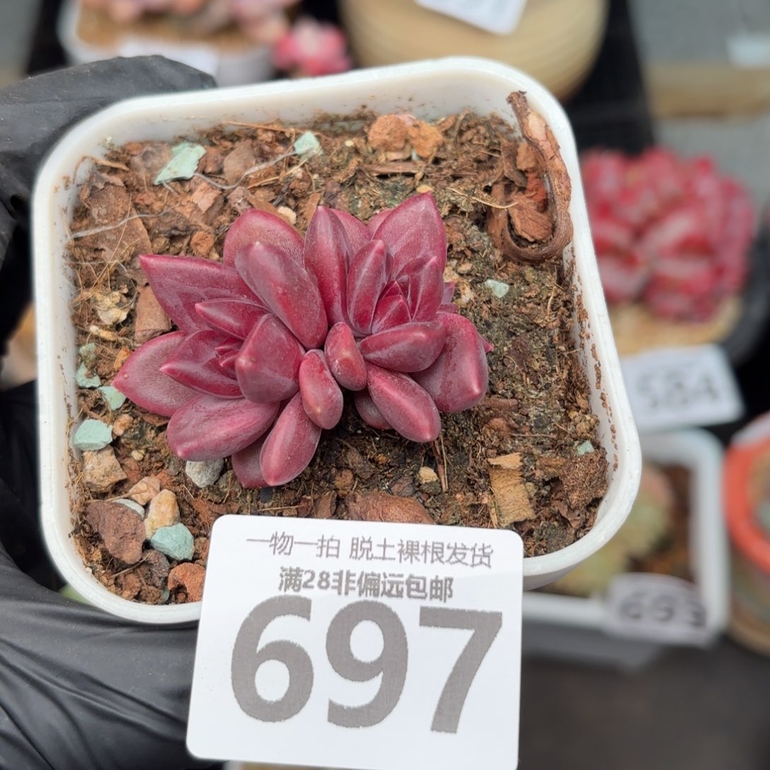 小迷雾无盆土发货