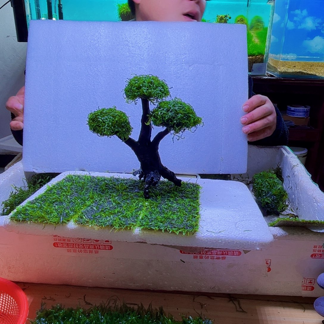 成品莫斯树带水草
