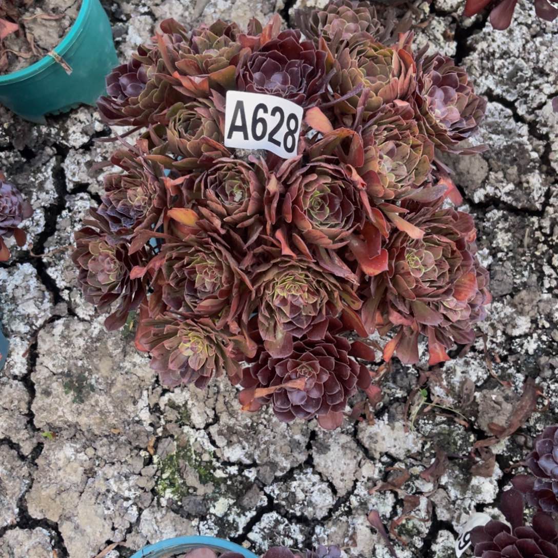 梅花法师26//30包邮