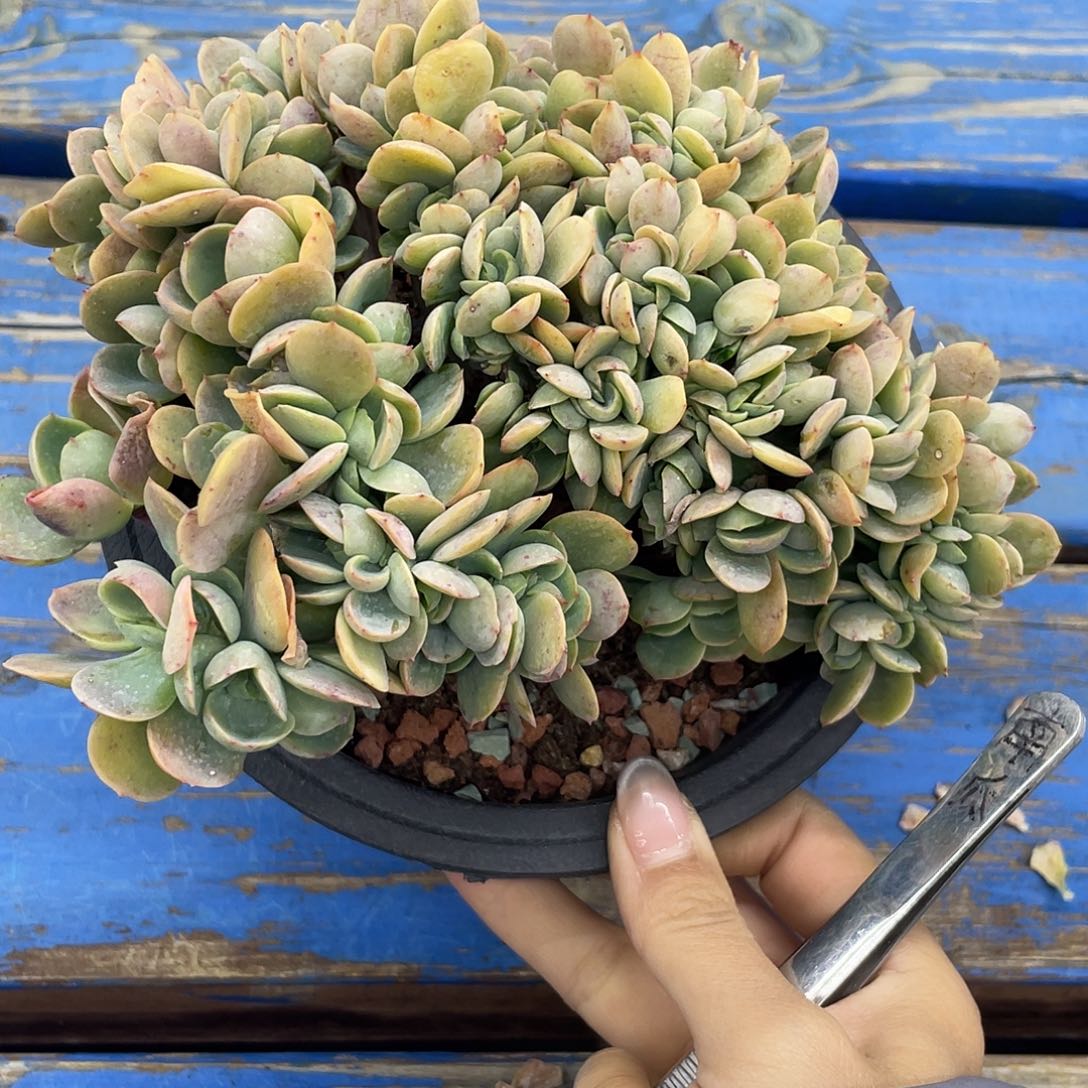 骑兵碧桃缀化一个，头巨多