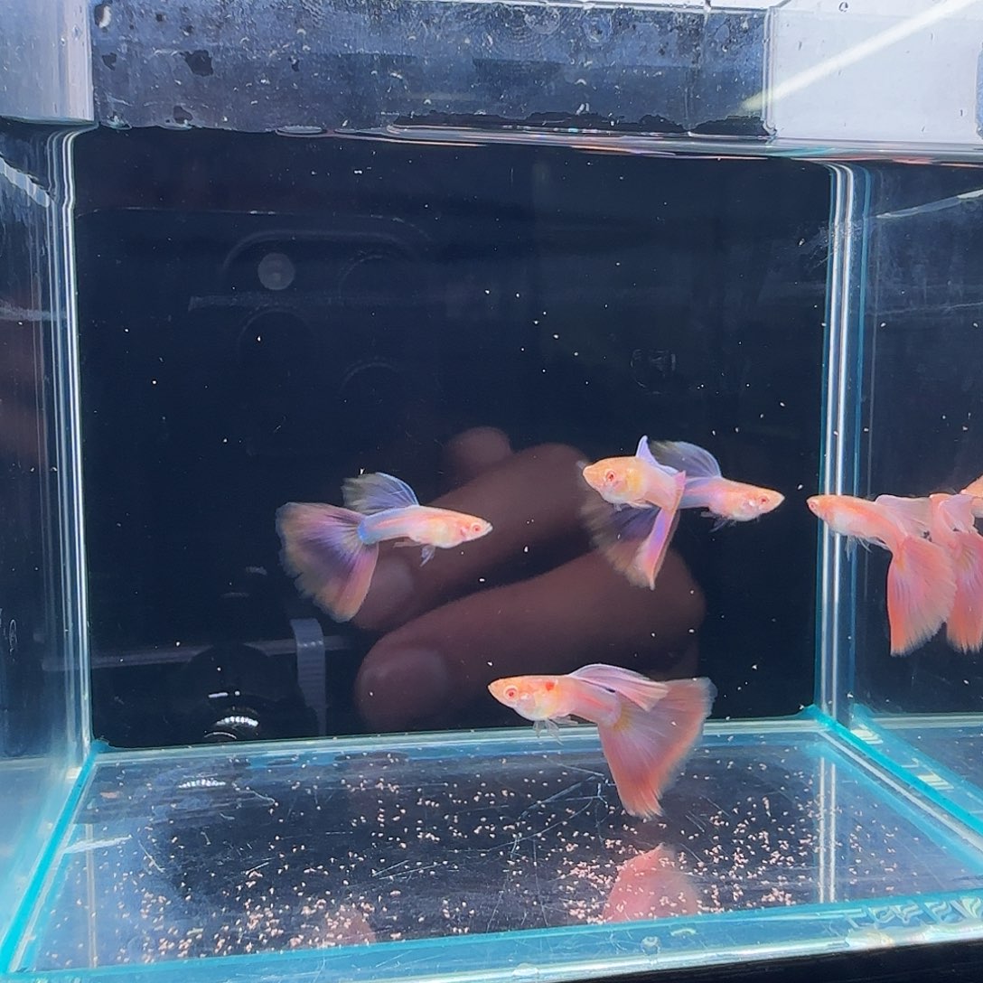 孔雀鱼天使彩虹5公3母