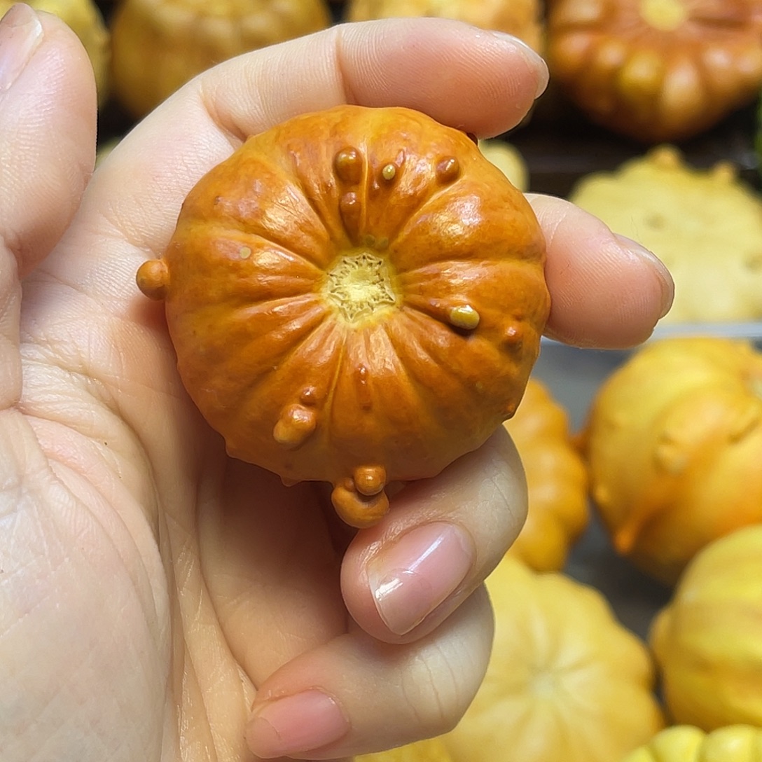 鲸***·葫芦疙瘩圆饼 开播福利