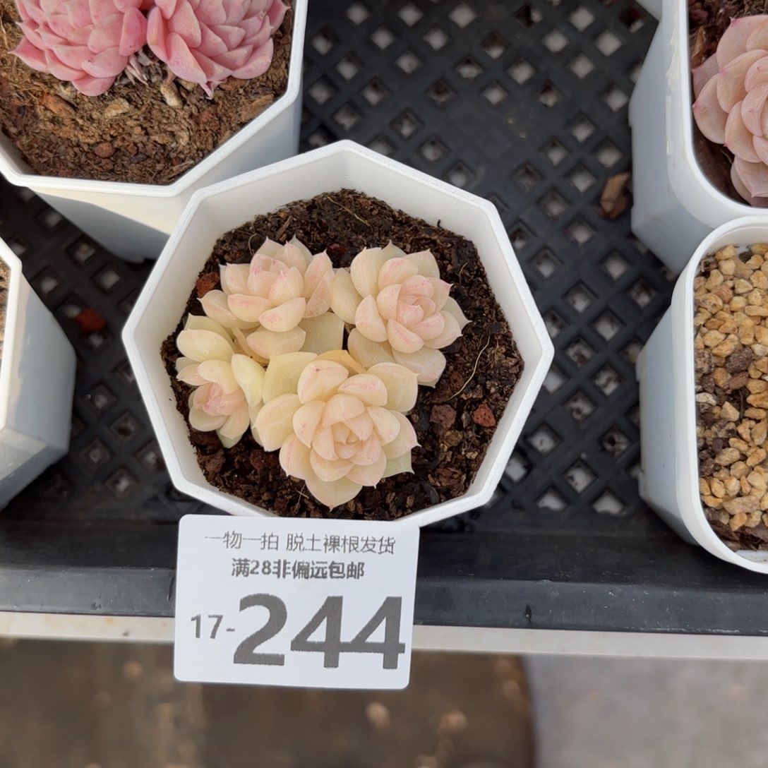 白天鹅麦秆多肉多肉