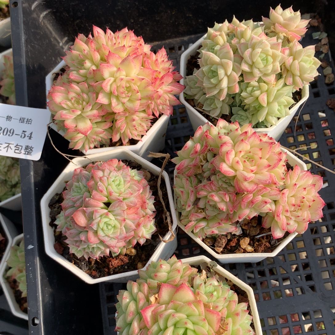 1209-54 套餐一组